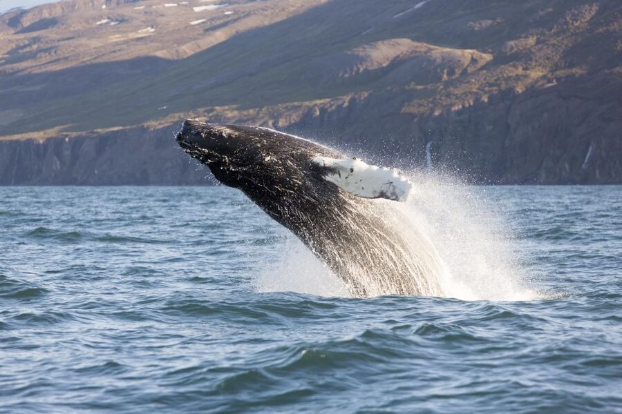 Húsavík: Big Whales and Puffin Island Speedboat Tour - Should you book the Big Whales and Puffin Island tour?