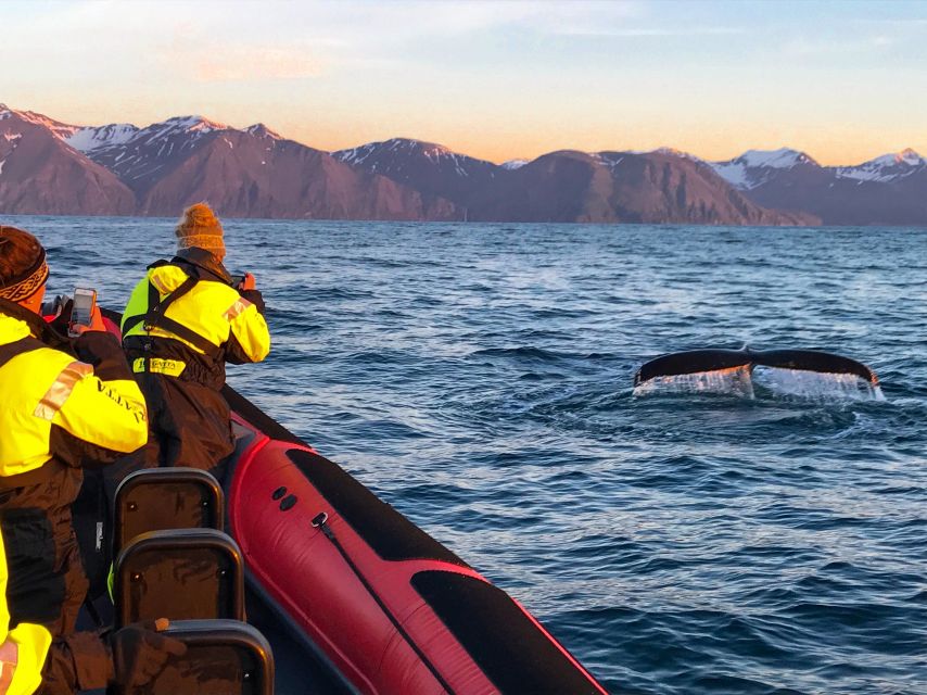 Húsavík: Big Whales and Puffin Island Speedboat Tour - The opening run toward Lundey Island
