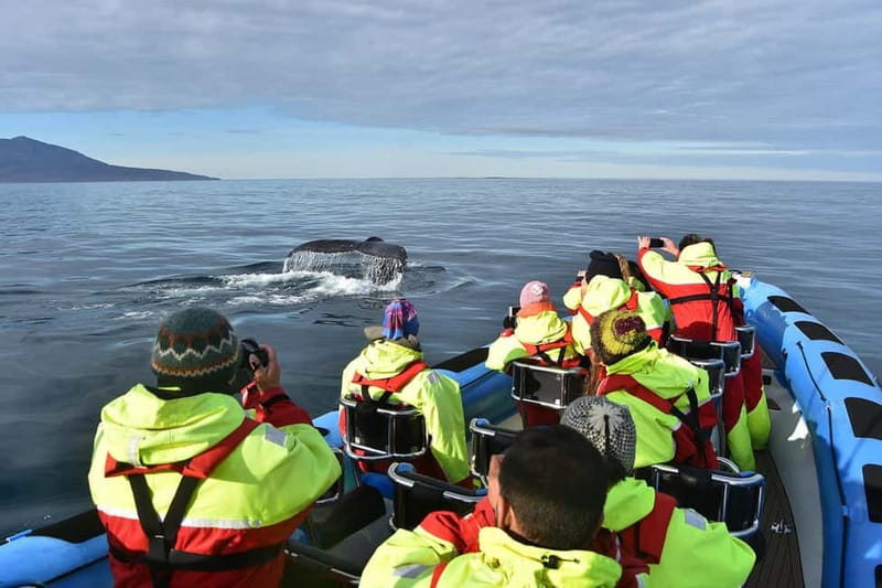 Húsavík: Original Big Whale Safari & Puffins by Speedboat - Should you book the Gentle Giants RIB?