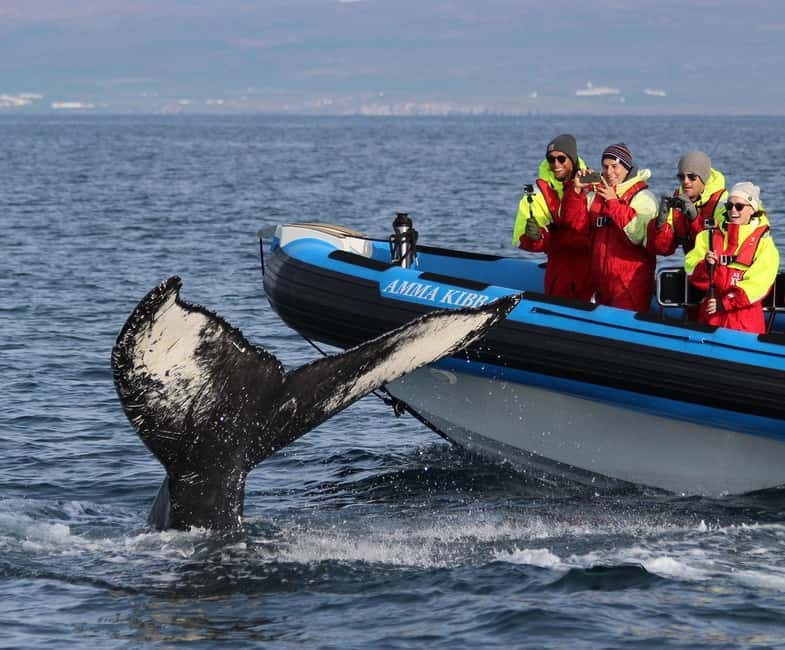 Húsavík: Original Big Whale Safari & Puffins by Speedboat - Leaving Húsavík for Skjálfandi Bay