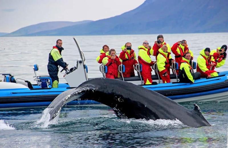 Húsavík: Original Big Whale Safari & Puffins by Speedboat - Searching the bay for big whales