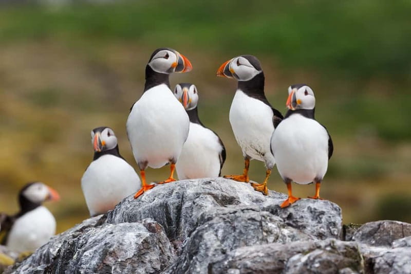 Húsavík: Original Big Whale Safari & Puffins by Speedboat - What the two hours really feel like