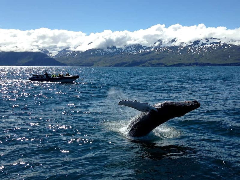 Húsavík: Original Big Whale Safari & Puffins by Speedboat - Who should choose this speedboat tour?