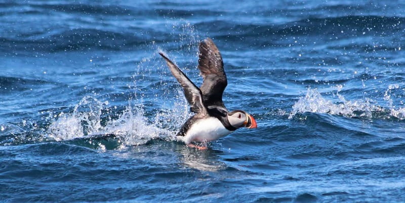 Húsavík: Original Big Whale Safari & Puffins by Speedboat - Practical advice before you book