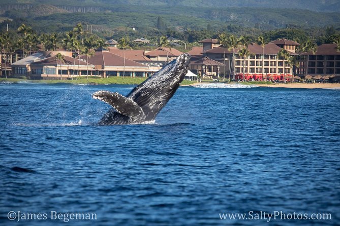 Kauai's South Side Whale and Dolphin Zodiac Boat Adventure - A whale hunt from Kukuiʻula Harbor