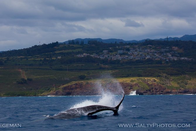 Kauai's South Side Whale and Dolphin Zodiac Boat Adventure - Why the Zodiac changes the experience