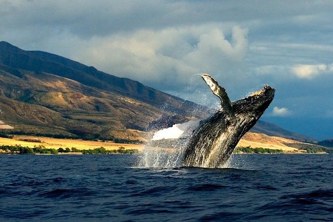 Kauai's South Side Whale and Dolphin Zodiac Boat Adventure - The crew makes the difference