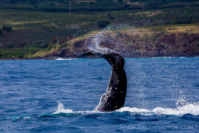 Kauai's South Side Whale and Dolphin Zodiac Boat Adventure - Whale sightings are likely, not promised