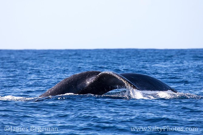 Kauai's South Side Whale and Dolphin Zodiac Boat Adventure - Weather, spray, and comfort