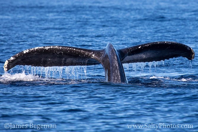 Kauai's South Side Whale and Dolphin Zodiac Boat Adventure - Who will enjoy this most