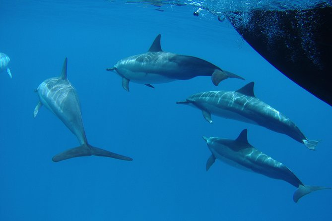 Kauai's South Side Whale and Dolphin Zodiac Boat Adventure - Booking details and practical value