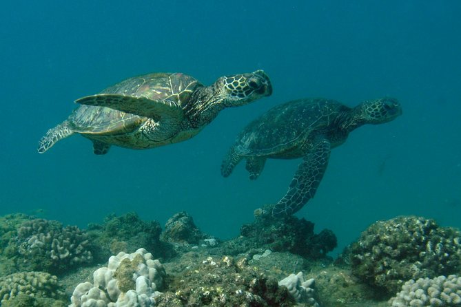 Kauai's Ultimate South Island Zodiac Boat Snorkel Adventure - Snacks and a second water stop