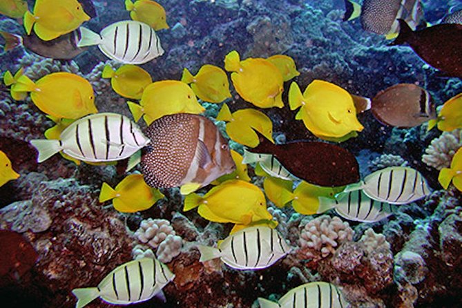 Kauai's Ultimate South Island Zodiac Boat Snorkel Adventure - How the Zodiac ride affects comfort
