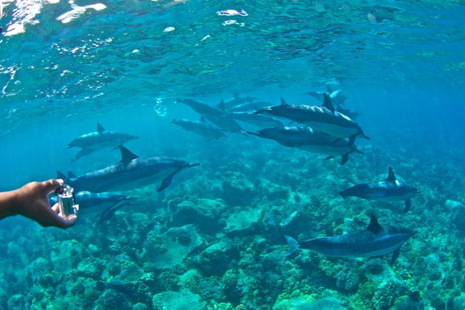 Kealakekua Bay Snorkeling Tour - 4 hour Kona Zodiac Adventure - How much value you get for $130.46