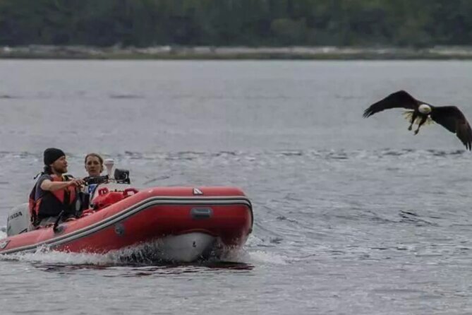 Ketchikan Zodiac Adventure - Wildlife watching without a guarantee