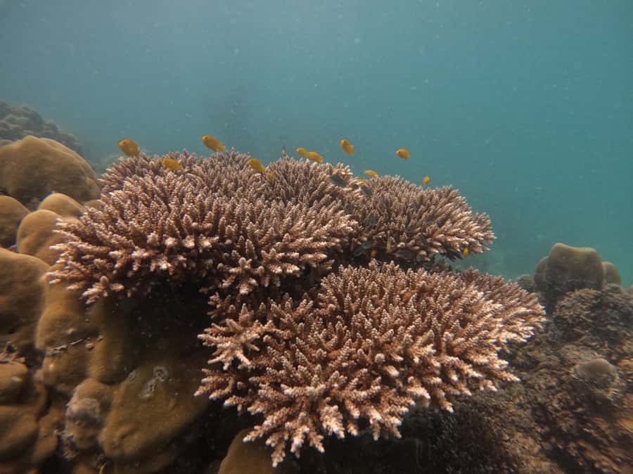 Khao Lak: Phi Phi & Bamboo Island Day Trip by Speedboat - Key points at a glance
