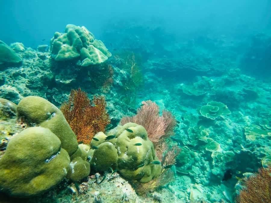 Khao Lak: Phi Phi & Bamboo Island Day Trip by Speedboat - Phi Phi Don brings another round of swimming