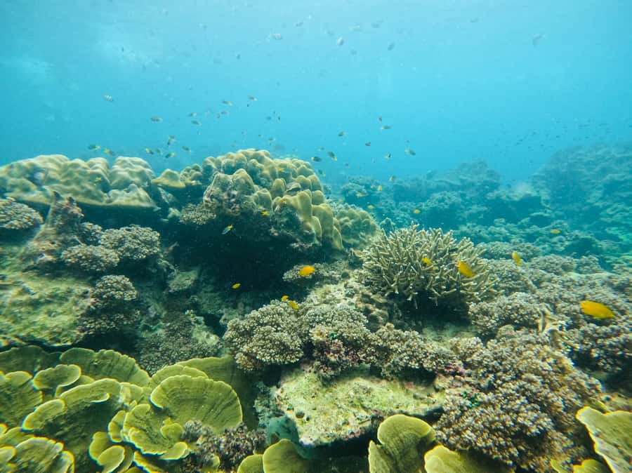 Khao Lak: Phi Phi & Bamboo Island Day Trip by Speedboat - Viking Cave is a short sightseeing pause