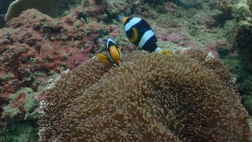 Ko Phi Phi Don: Speedboat Day Trip with Shark Snorkeling - Pileh Lagoon brings the calmest water