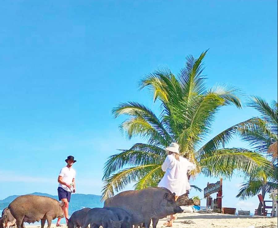 Ko Samui: Pig Island Snorkeling and Koh Tan Speedboat Tour - The speedboat ride and group size