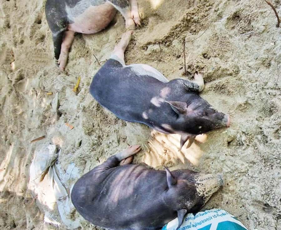 Ko Samui: Pig Island Snorkeling and Koh Tan Speedboat Tour - Lunch on the beach