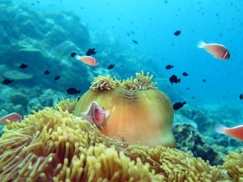 Koh Chang: Half-Day Snorkeling Adventure on a Speedboat - Weather, tide, and your expectations