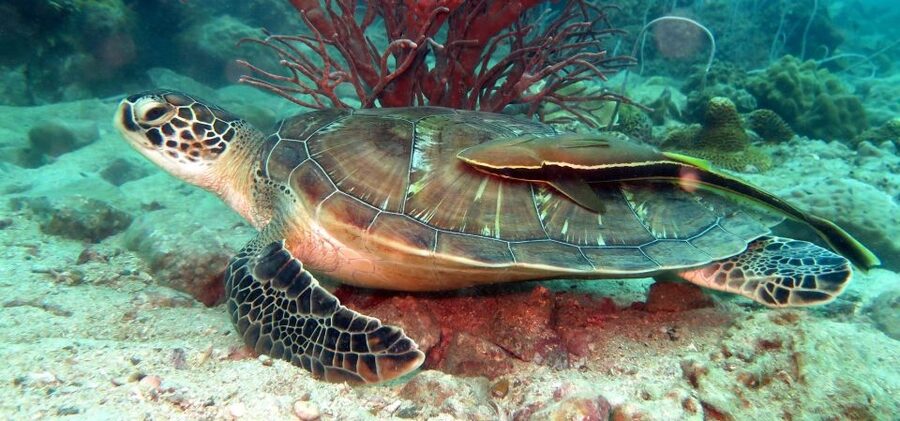 Koh Chang: Half-Day Snorkeling Adventure on a Speedboat - Starting at Bang Bao Pier around 9 AM