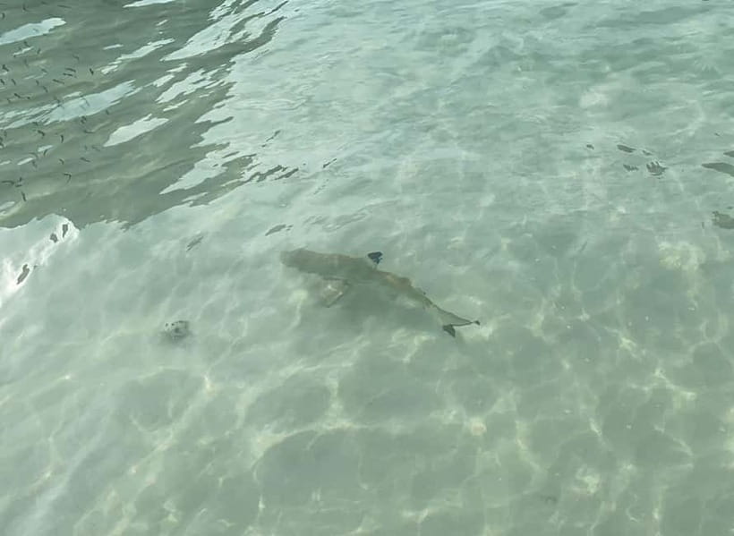 Koh Phi Phi: Halfday Maya Bay Sunset & Plankton by Speedboat - A five-hour route through Phi Phi’s best-known water stops