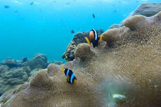 Koh Rok and Koh Haa Snorkeling Trip by Speedboat from Koh Lanta - Lunch, fruit, and drinks keep the day simple