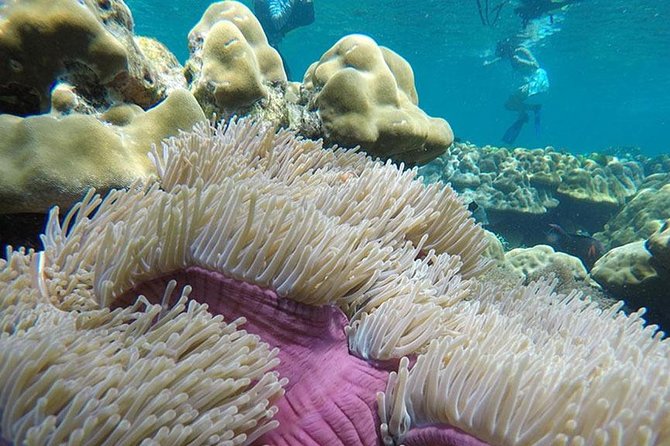 Koh Rok and Koh Haa Snorkeling Trip by Speedboat from Koh Lanta - Timing, weather, and the small risks to plan for