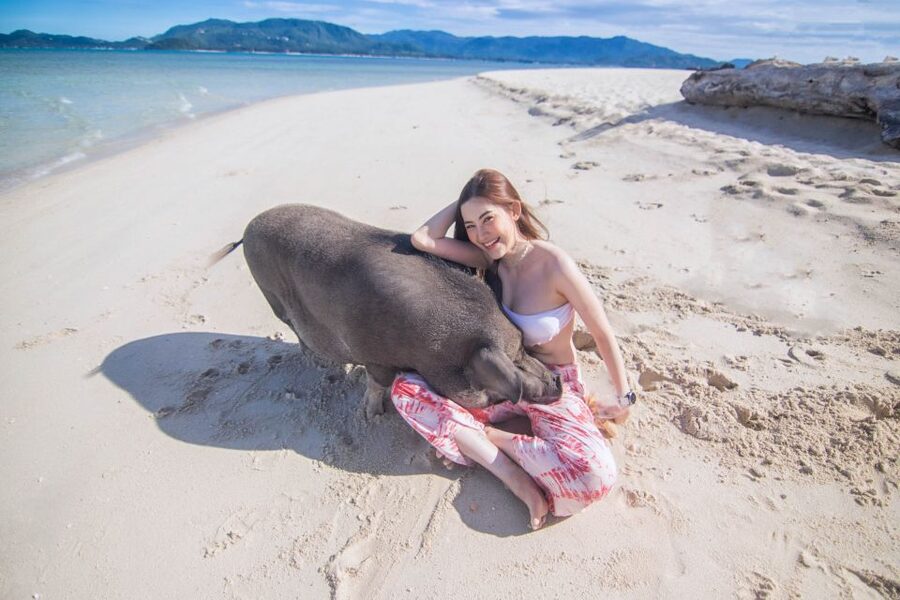 Koh Samui: Pig Island & Koh Tan Snorkeling by Speed boat - Is $52 a fair price?