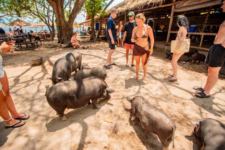 Koh Samui: Pig Island & Koh Tan Speedboat Tour with Lunch - Why Pig Island is more than a photo stop