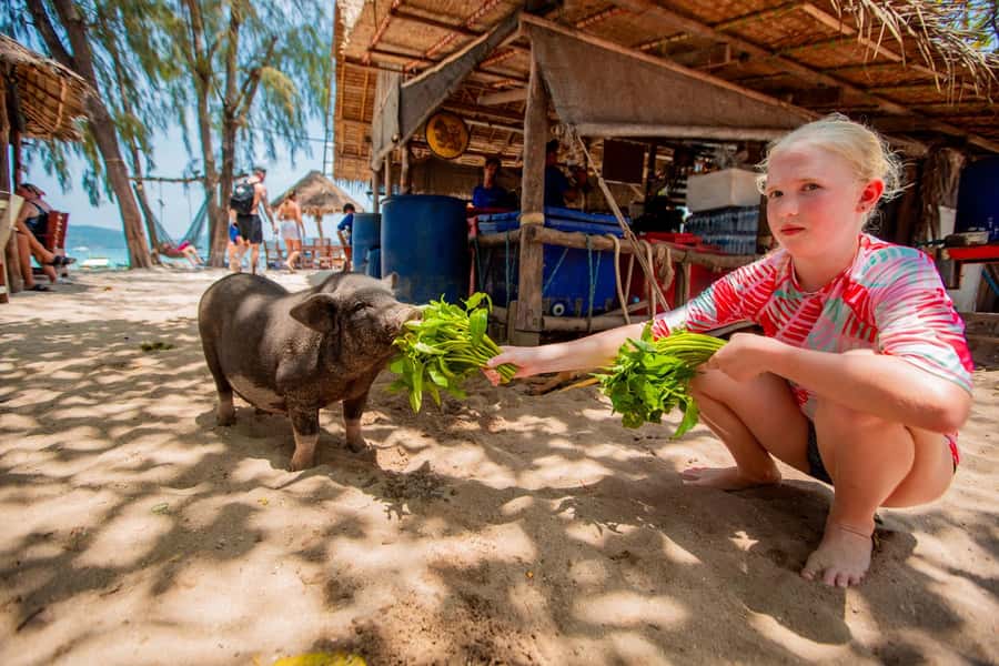Koh Samui: Pig Island & Koh Tan Speedboat Tour with Lunch - Snorkeling around Koh Tan