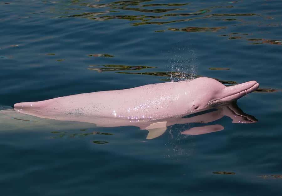 Koh Samui: Pink Dolphin Spotting & Pig Island Speedboat Tour - Final booking advice
