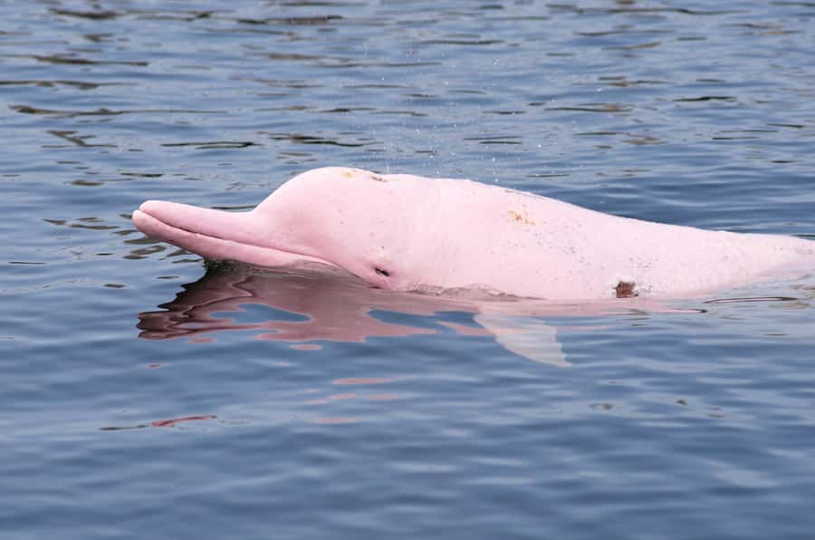 Koh Samui: Pink Dolphin Spotting & Pig Island Speedboat Tour - Why the pink dolphins are worth the early start