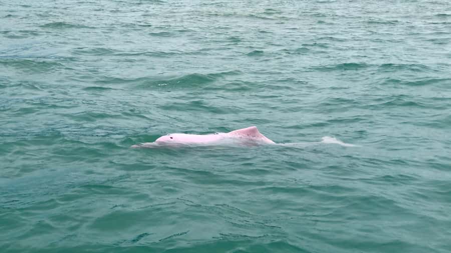 Koh Samui: Pink Dolphin Spotting & Pig Island Speedboat Tour - Koh Taen snorkeling: fish, coral, and changing visibility