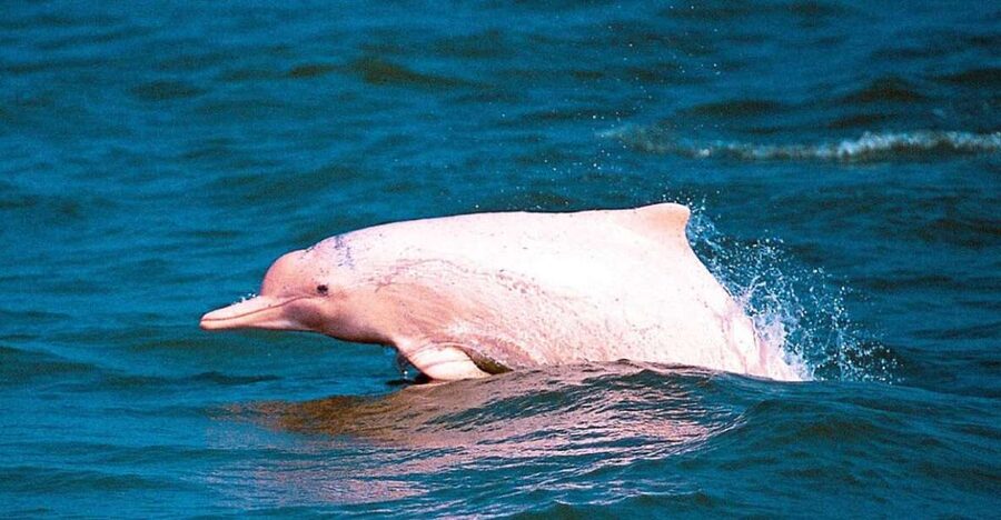 Koh Samui: Pink Dolphin Spotting & Pig Island Speedboat Tour - Is the $72 price good value?