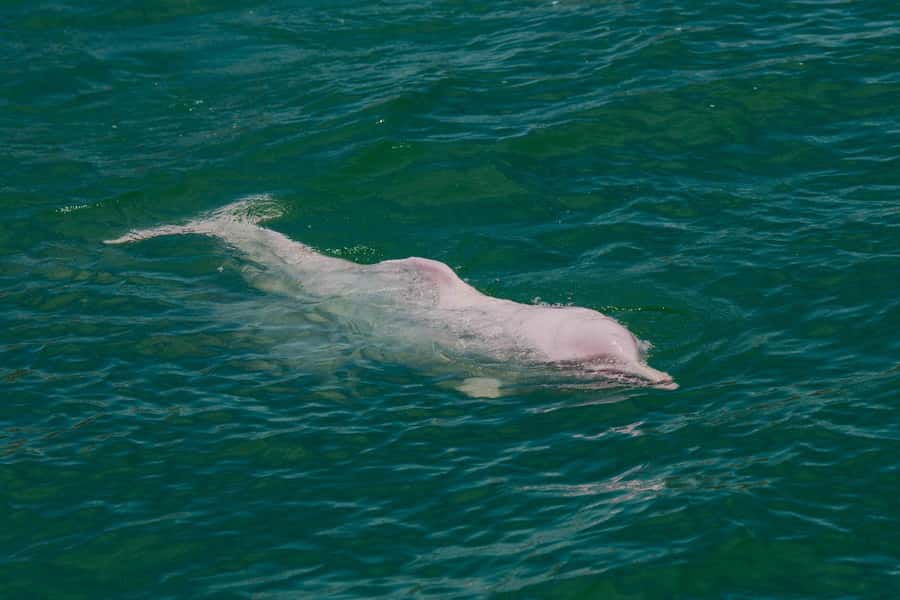 Koh Samui: Pink Dolphin Spotting & Pig Island Speedboat Tour - Who should book this Koh Samui tour?