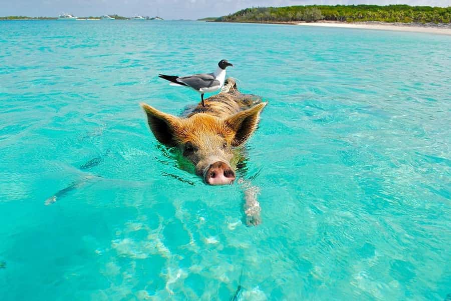 Koh Samui: Private Speedboat Tour to Koh Madsum and Koh Tan - Why Koh Madsum and Koh Tan make a good pair