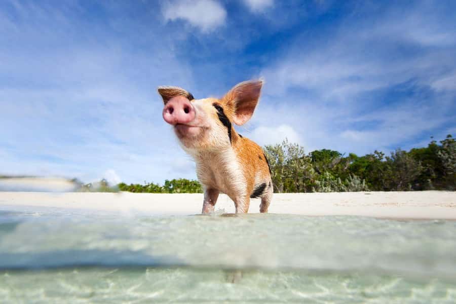 Koh Samui: Private Speedboat Tour to Koh Madsum and Koh Tan - Two hours on Koh Madsum, the Pig Island stop