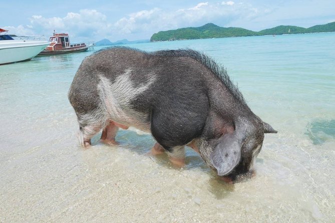 Koh Tan and Koh Madsum Snorkeling Trip By Speedboat From Koh Samui - What the speedboat ride adds to the day