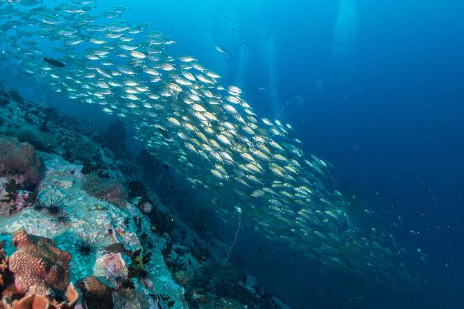 Koh Tao and Koh Nang Yuan by Speedboat - Price, Group Size, and Overall Value