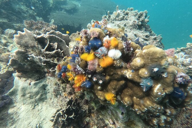 Koh Tao & Koh Nang Yuan Snorkeling Tour by Speed Boat from Samui - What the $61.52 price really covers