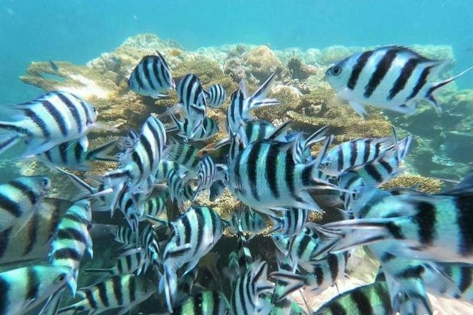Koh Tao & Koh Nangyuan by Speed Boat (Snorkeling trip from Koh Samui) - Who should book this Koh Tao trip