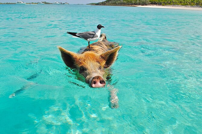 kohsamui.tours - Pig Island Snorkeling Eco Tour by Speed Boat - A traditional Thai lunch by the beach