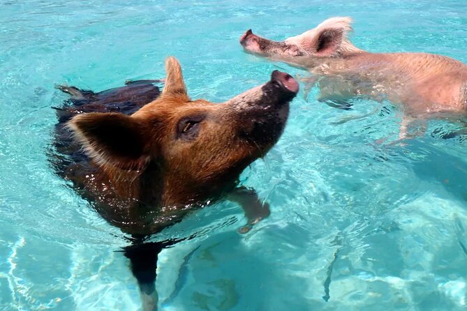 kohsamui.tours - Pig Island Snorkeling Eco Tour by Speed Boat - Returning across the islands to Samui