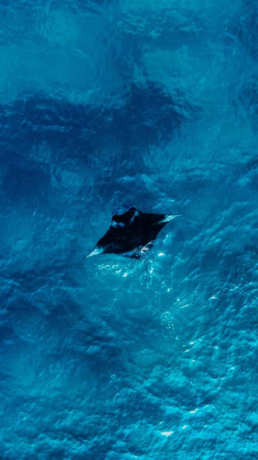 Komodo Full Day Speedboat Tour from Labuan Bajo - Manta Point: the day’s biggest wildlife gamble