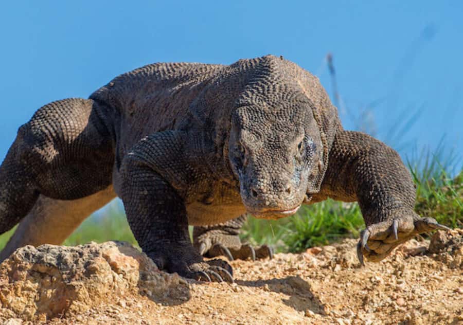 Komodo Island: 3D2N Private Speedboat Tour with Hotel - Why this three-day Komodo plan works