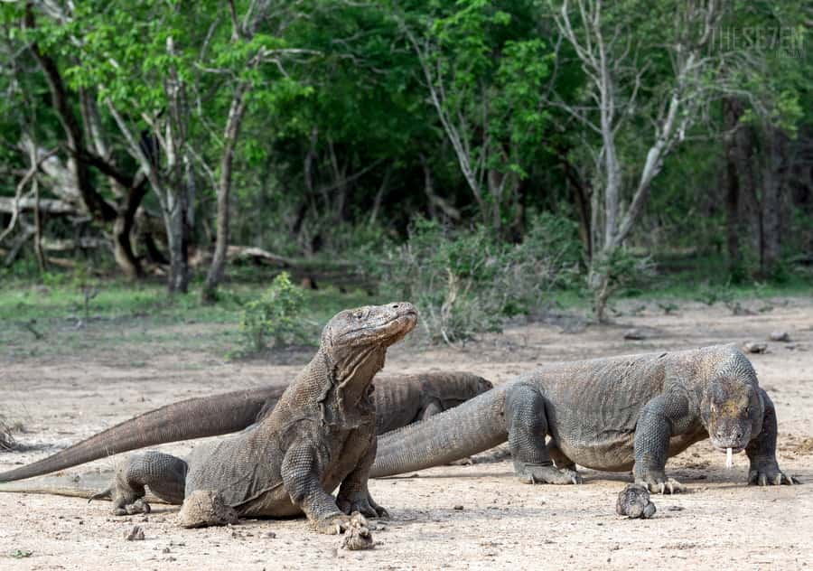 Komodo Island: 3D2N Private Speedboat Tour with Hotel - Day 2: six stops by private speedboat