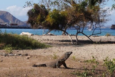 Komodo Islands with Speedboat in Labuhan Bajo